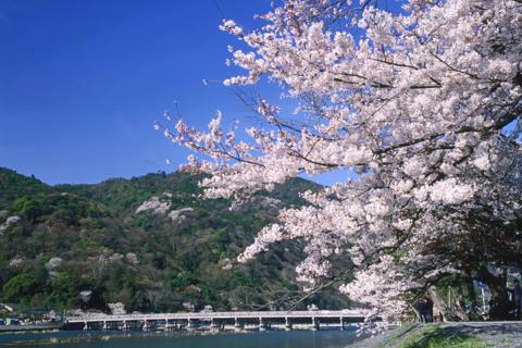 日本京都岚山金阁寺＋奈良东大寺一日游（大阪难波梅田出发/中日英文服务/二次确认）