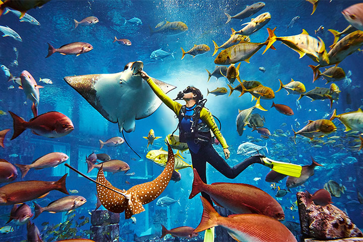 【酒店套餐】三亚亚特兰蒂斯水世界＋水族馆3天2晚套餐