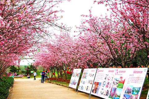 从化2天.天适樱花园.自助烧烤套餐