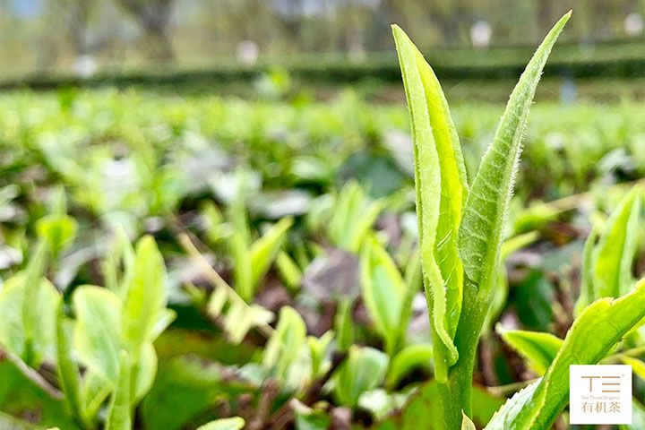 【休闲】英德1天＊出片率极高＊赏峰林日落＊茶园采茶果+品茶＊新晋网红打卡茶与巧克力小镇＜可租汉服，千亩茶园梯田风光，纯玩无购物＞