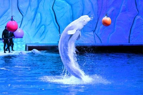 【热卖1天游】珠海长隆海洋王国一天