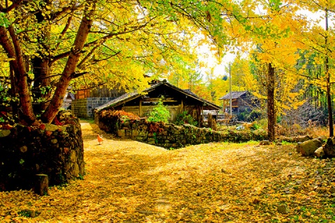【趣味腾冲】腾冲、芒市、瑞丽8天＊北海湿地＊高黎贡山有氧轻徒步＊荒野厨房＊和顺古镇＊东山草场＊等待确认
