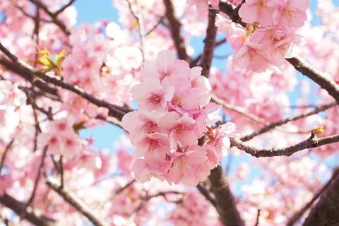 【颂·深度】日本赏樱限定、东京、茨城、枥木、群马、川越6天＊梦幻花海＊世遗之旅＊网红矶丸水产海鲜烧＜三大赏樱胜地，水户偕乐园，世遗日光东照宫＞