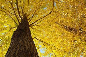 【典·美景】韶关2天＊岭南银杏王国南雄帽子峰＊金叶摄影胜地＊打卡曹溪文化小镇＊游韶关经典韶阳楼＜1正1早＞