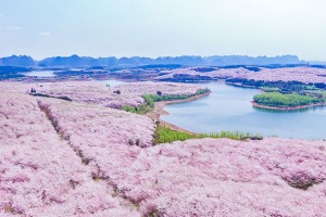【典·休閑】貴州安順、貴定、動車4天＊全天暢玩平壩櫻花園＊金海雪山油菜花＊黃果樹＊純玩＜2晚升級超豪華酒店，新玩櫻花茶田、右二村，3月櫻花季專享＞