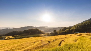 【尚·深度】英德、连山、连南3天＊金秋稻浪欧家梯田＊峰林晓镇粉黛乱子草＊油岭瑶寨＊万山朝王驿站＊升级瑶族文化大酒店＜含2早2正，品阳山靓鸡，瑶族长桌宴，赠下午茶，报名前2组升级带麻将房，泡瑶浴，纯玩无购物＞