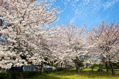 【尚·博览】韩国首尔济州5天＊限定赏花＊城山日出峰＋涉地可支＊休爱里自然生活公园＊青瓦台＋广藏市场＊广州直飞往返＜一城一岛联游，济州岛看绝美海岸＞