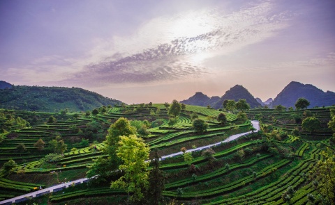 【休闲】清远英德1天＊幽香积庆里红茶谷＊国家工业遗产红旗茶厂＊茶香鸡特色餐＜含1正，幽香茶谷＞