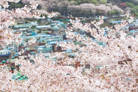 【尚·悠享】韩国首尔、釜山5天＊双飞双高铁＊景福宫＋韩服体验＊甘川文化村＊广州往返＜网红海边列车，韩式特色美味＞